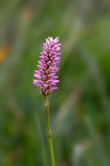 Closeup of a single flower spike of Common Biswort (Bistorta officinalis) in a meadow in summer in Italy