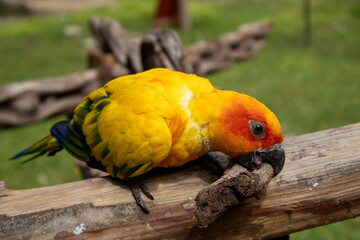 red and yellow macaw
