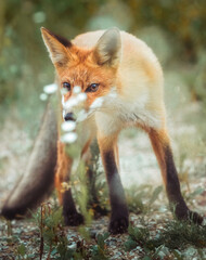 red fox in the wild