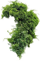 A solitary green bush with leaves on a plain white background