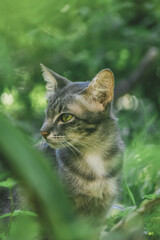 Fototapeta premium Stealthy Gaze of the Wild Cat