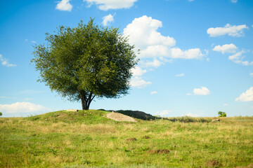 one tree growing in a field. concept