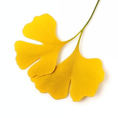 Naklejka premium Bright Yellow Ginkgo Biloba Leaf Isolated On A White Background Showing Detailed Texture And Color