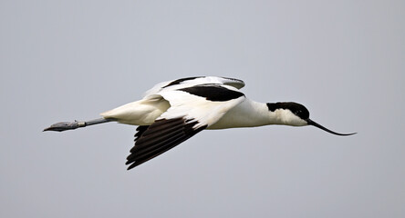 Säbelschnäbler // Pied avocet (Recurvirostra avosetta) 