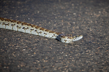 An African rock python, a non-venomous but extremely powerful constrictor snake with neck poised to strike, stands out with a skin pattern against a bitumen road in the Kruger Park in South Africa.