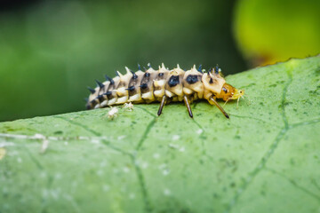 Hippodamia variegata larva ladybug on leaf.