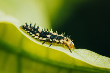 Hippodamia variegata larva ladybug on leaf.