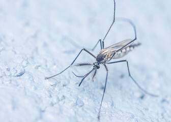 Mosquito on white floor.