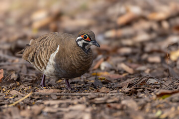 a front view of a spinifex pigeon on the forest floor at granite gorge