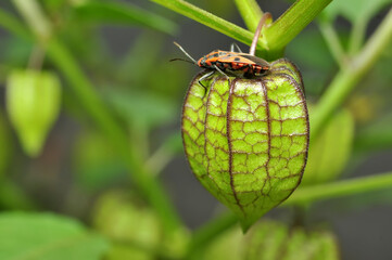 Ciplukan or Physalis angulata L is a member of the Solanaceae family which is a type of eggplant