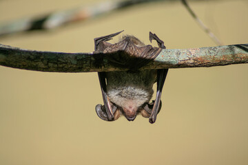 fledermaus