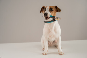 Jack Russell Terrier dog holds nail clippers in his teeth. 