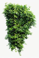 Obraz premium A tree with green leaves against a plain white background