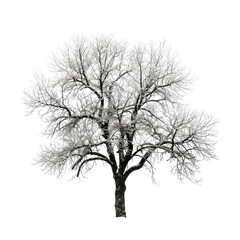 Plant And Tree, Generative AI