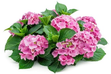 Beautiful pink hydrangea flower bush with lush green leaves on white background