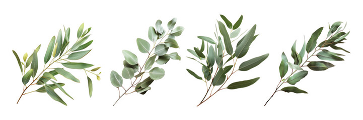Set of eucalyptus branch, isolated on transparent white background