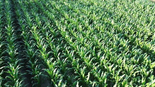 Growing Corn Field Aerial View