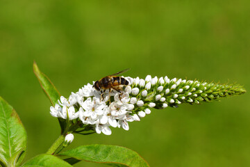 Hoverfly Tapered Dronefly, Eristalis pertinax on white flowers of Gooseneck Loosestrife (Lysimachia clethroides). Family primrose (Primulaceae). July, summer, Dutch garden.