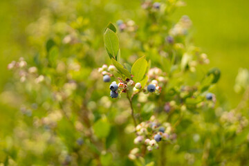 Ripe blueberries on a bush on a nature background. Vitamins, cultivation, harvest, vegetarian concept. Plantation of blueberry cultivated at bio farm