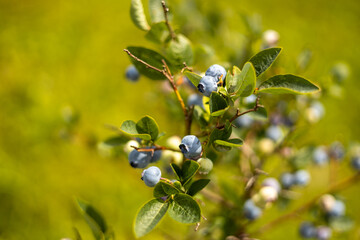Ripe blueberries on a bush on a nature background. Vitamins, cultivation, harvest, vegetarian...