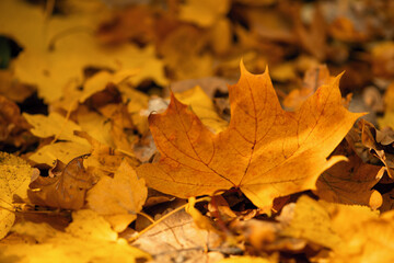 Fallen maple leaves on the ground.