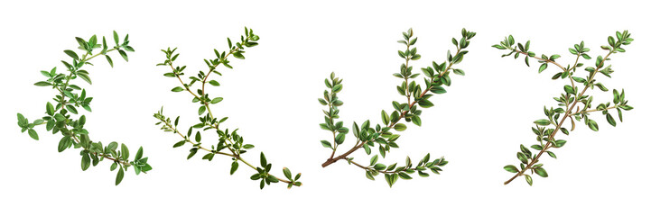 Set of thyme sprig, isolated on transparent white background