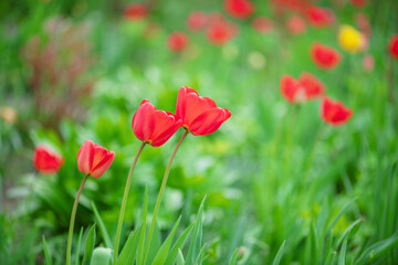 red tulips that grow in my garden