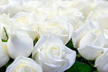 bouquet of white roses on background.