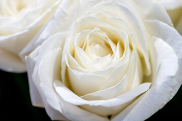 Beautiful soft fresh white rose close up.