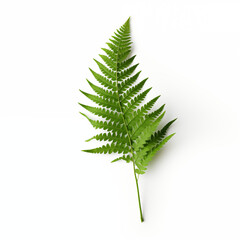 Green Fern Leaf Isolated On A White Background
