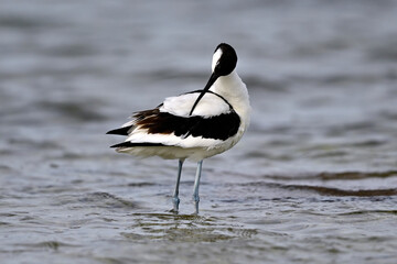Säbelschnäbler // Pied avocet (Recurvirostra avosetta) 