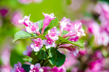 pink weigela blooms in the Botanica
