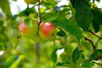 Apple trees with ripe red apples in the garden. Natural red apples on branches of trees. Autumn apple orchard. Red juicy apples in apple orchard.