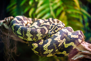 A carpet python is lying on a tree branch