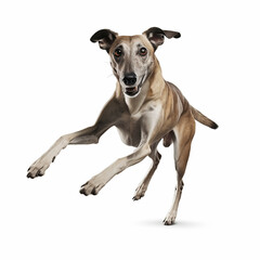 Obraz premium Whippet Dog Bounding Forward with Excitement and Focused Look in Mid-Jump