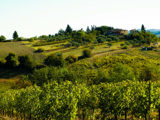 Obraz premium Landscape of the Tuscan vineyards, Chianti region, Italy