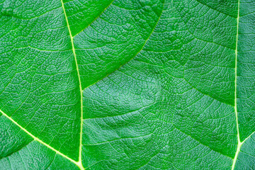 Closeup leaf texture. Macro nature. Green plant closeup. Leaf macro background. Lines of leaves. Spring leaves. Nature background.