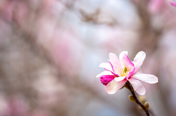 Fototapeta premium Blooming magnolia in spring. Beautiful buds of pink flowers close-up with blurred space for text.