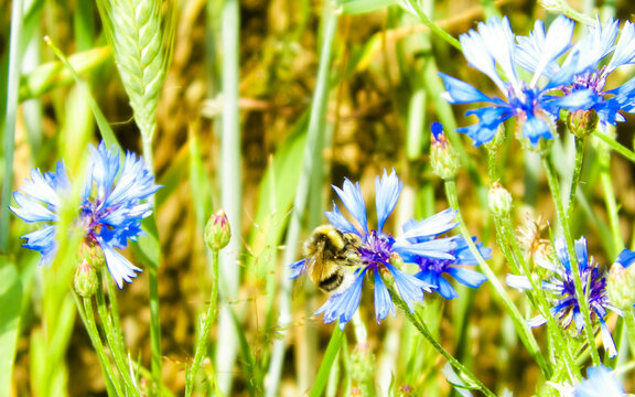 Close up of bumblebee on iris flower.