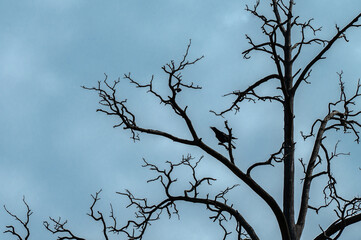 The background in horror style with silhouette of dried tree and crow on it on the background of moody sky. Backlit.