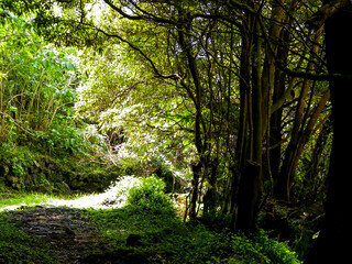 Tropical forest of Sao Miguel Island. Azores.