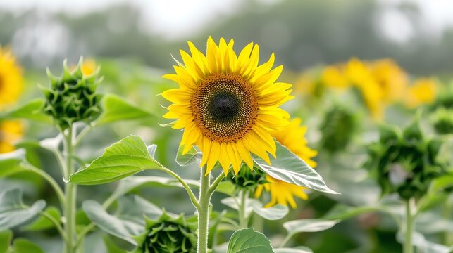 Close-up of a vibrant yellow sunflower in full bloom, standing tall amidst a vast field of sunflowers under a bright, clear sky.