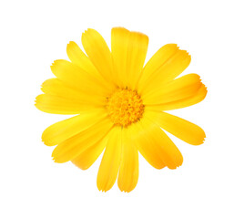 Beautiful blooming calendula flower isolated on white