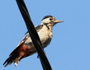 Syrian woodpecker, Dendrocopos syriacus. A bird sits on an electric cable against the sky