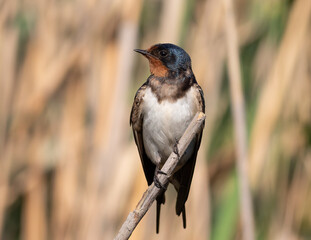 Barn swallow, Hirundo rustica. A bird sits on a reed stalk above the river