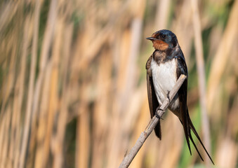 Barn swallow, Hirundo rustica. An early morning bird sits on a reed stalk above the river