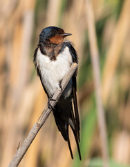Barn swallow, Hirundo rustica. An early morning bird sits on a reed stalk above the river