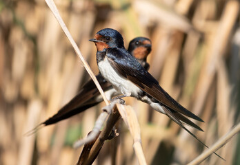 Barn swallow, Hirundo rustica. Two birds sitting on the reeds above the river