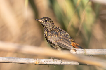 Bluethroat, Luscinia svecica. A young bird sits on a reed near the river