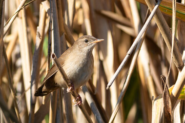 Savi's warbler, Locustella luscinioides. A bird sits on a reed stalk on a riverbank